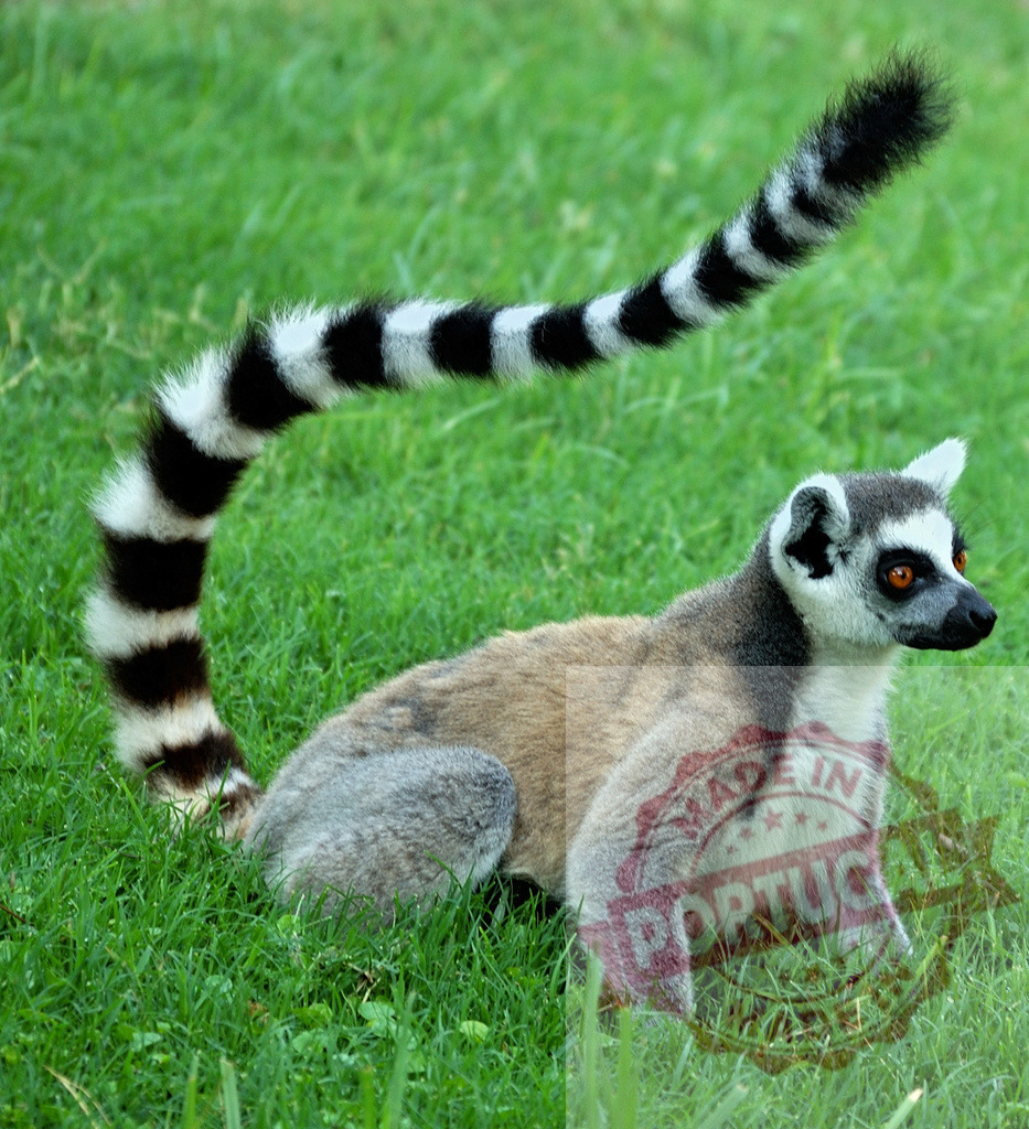 Ring-tailed lemur sitting on green grass | Ring-tailed lemur sitting alertly on vibrant green grass with distinctive striped tail - Realisiert mit Pictrs.com