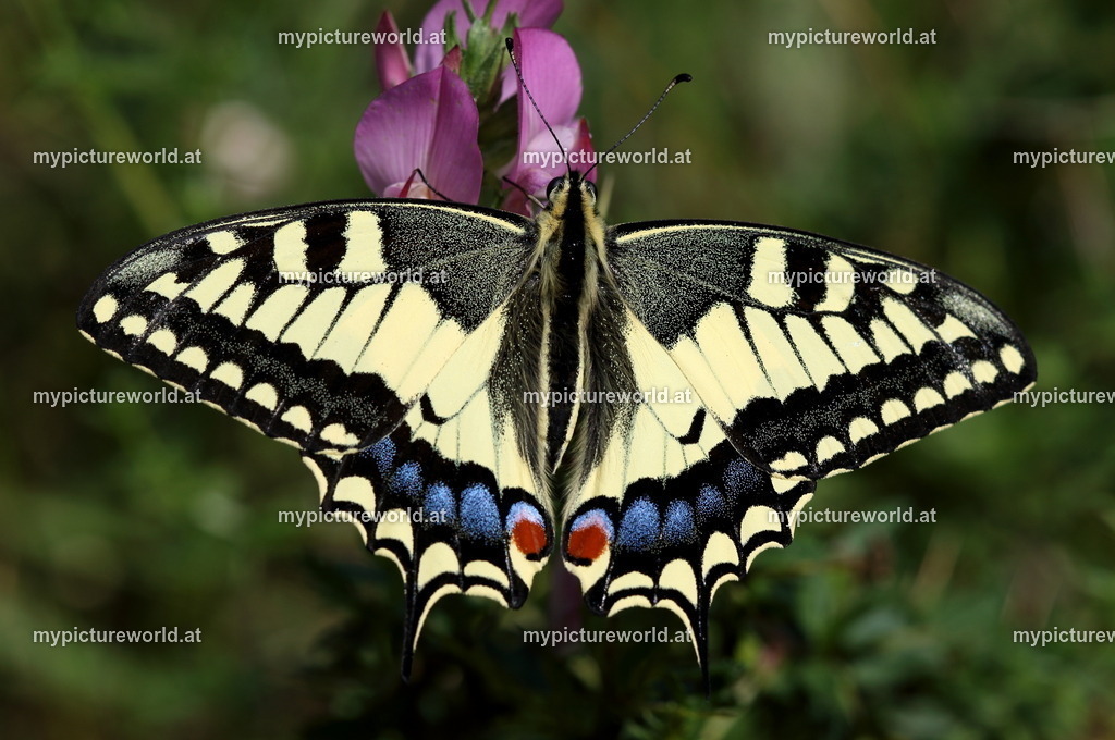 Papilio machaon-053 | Das Bilderarchiv über Tiere, Planzen und Landschaften. In der Bilddatenbank finden Sie ein große Auswahl an hochwertigen Bilder für Ihre Werbung - Realisiert mit Pictrs.com