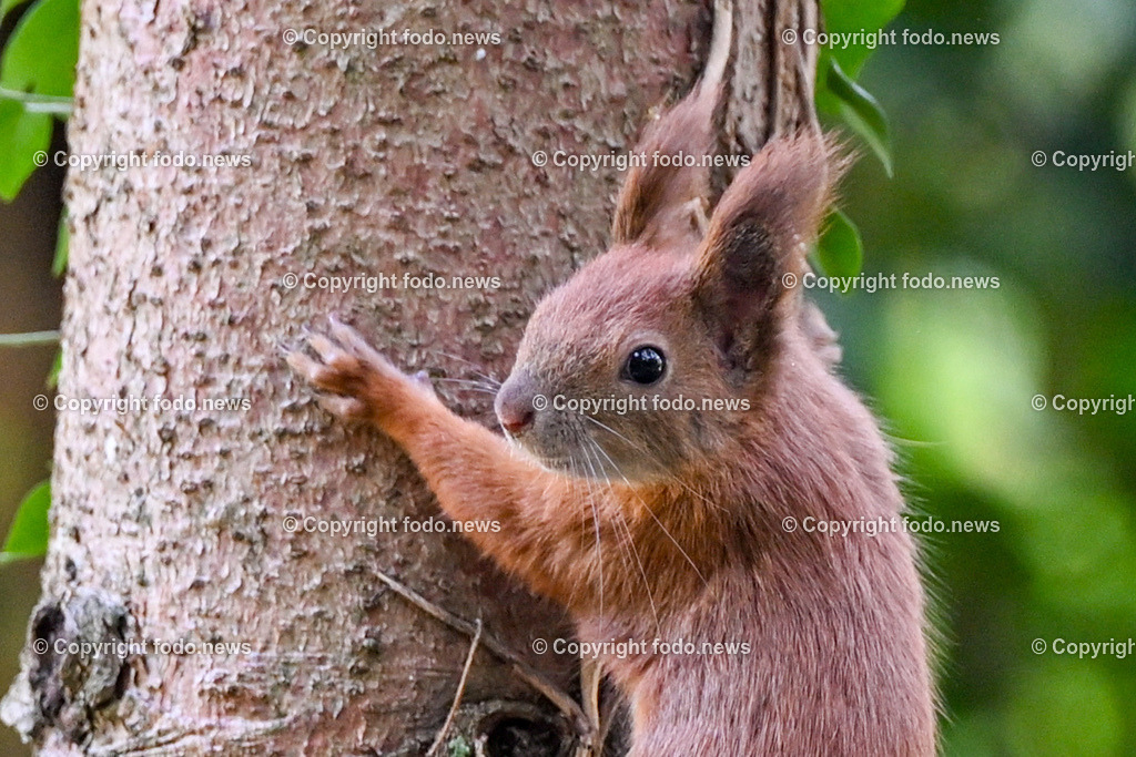 Eichhoernchen_ Wildtier_ Waldbewohner_ 16.10.2023-3 | 16.10.2023, Linz, AUT, Eichhoernchen, Wildtier, Waldbewohner, im Bild Eichhoernchen, Wildtier, Waldbewohner 

Die Eichhoernchen (Sciurus) sind eine Gattung der Baumhoernchen (Sciurini) innerhalb der Familie der Hoernchen (Sciuridae). Ein auffälliges Merkmal ist der hochgestellte buschige Schwanz. Die in Mitteleuropa bekannteste Art ist das Eurasische Eichhoernchen, das gemeinhin einfach als Eichhoernchen bezeichnet wird. Alle Eichhoernchen sind Waldbewohner. Quelle: Wikipedia