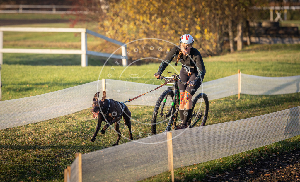 CaniXpix_DV3A9993 | Hundefotografie, Tierfotograf, Pfotenfotografie, Fotoshooting Hund, Hunde Portrait, Hundesport, Hundeportraits, Heideshooting, Hunde, Sportfotograf, Hundefotograf, Turnierhundsport, THS,  - Realisiert mit Pictrs.com