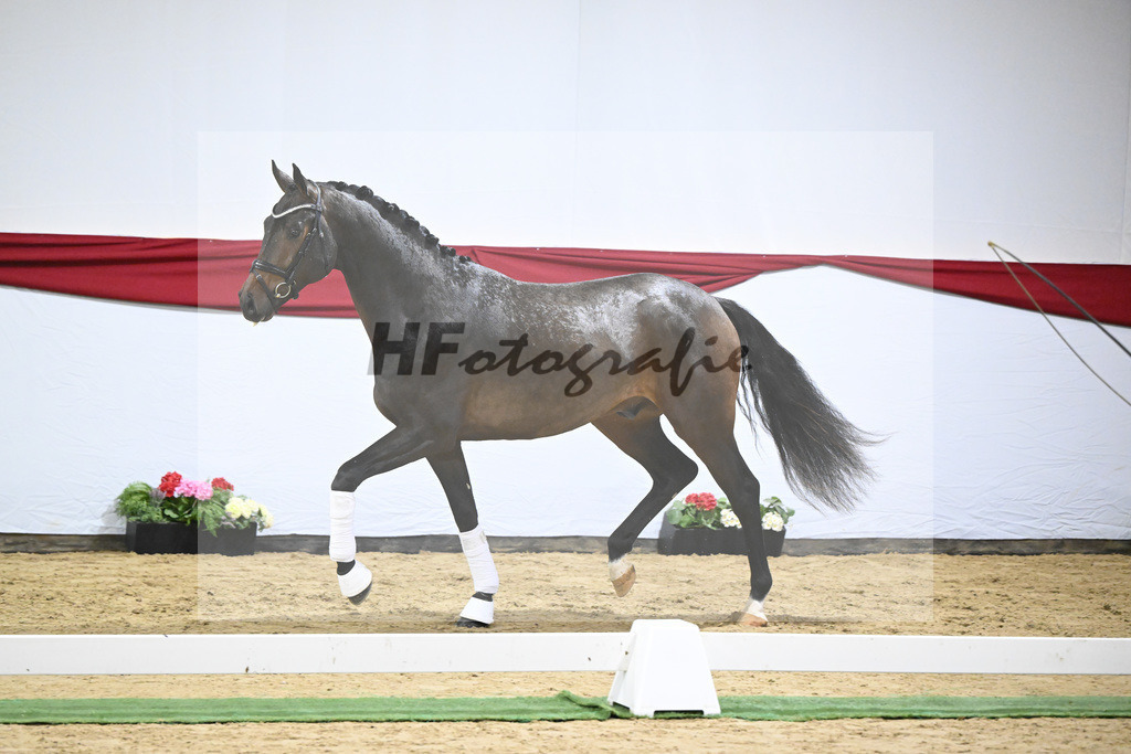 Kat-Nr. 5 v. Viva Gold_Blue Hors_63220131 | hf-fotografie - Realizzato con Pictrs.com