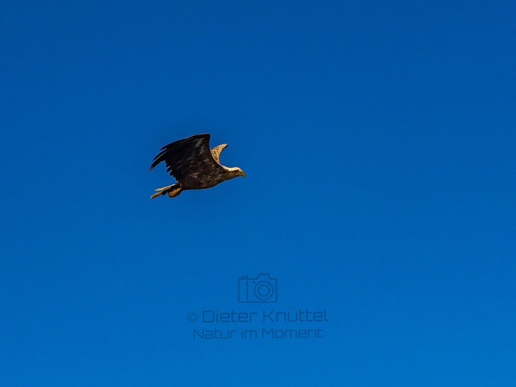 P1001590-LR-topaz-enhance | Natur im Moment - Realisiert mit Pictrs.com