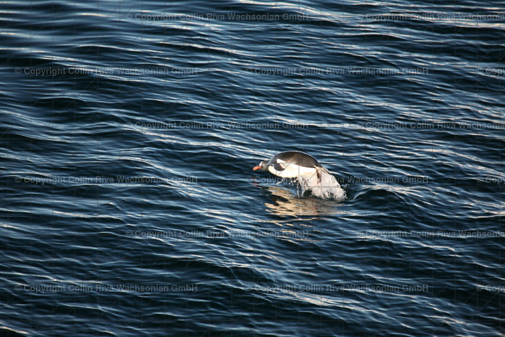 IMG_8666 | Antarktis / Antarctica - Realisiert mit Pictrs.com