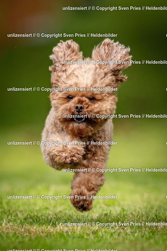 Sven Pries | 2024-09-22 - Hunderennen Baden-BadenPudelverein - Realisiert mit Pictrs.com