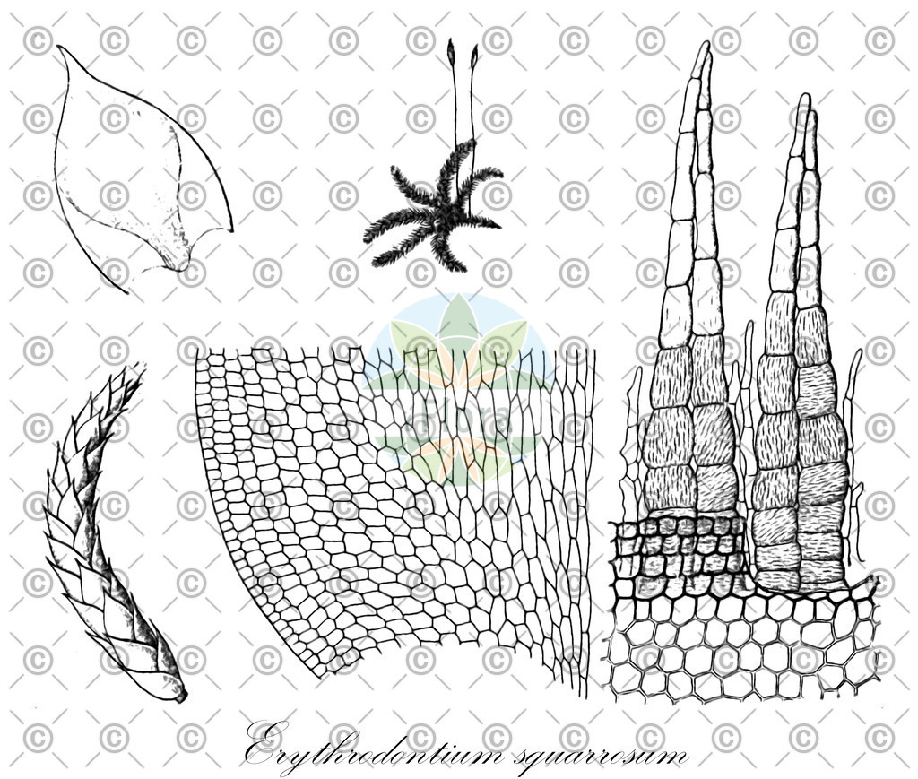 HistAbb_62RRJ_2_ENZY_Simple | Historische Abbildung von Erythrodontium squarrosum - Entodontaceae | Historical Illustration of Erythrodontium squarrosum - Entodontaceae