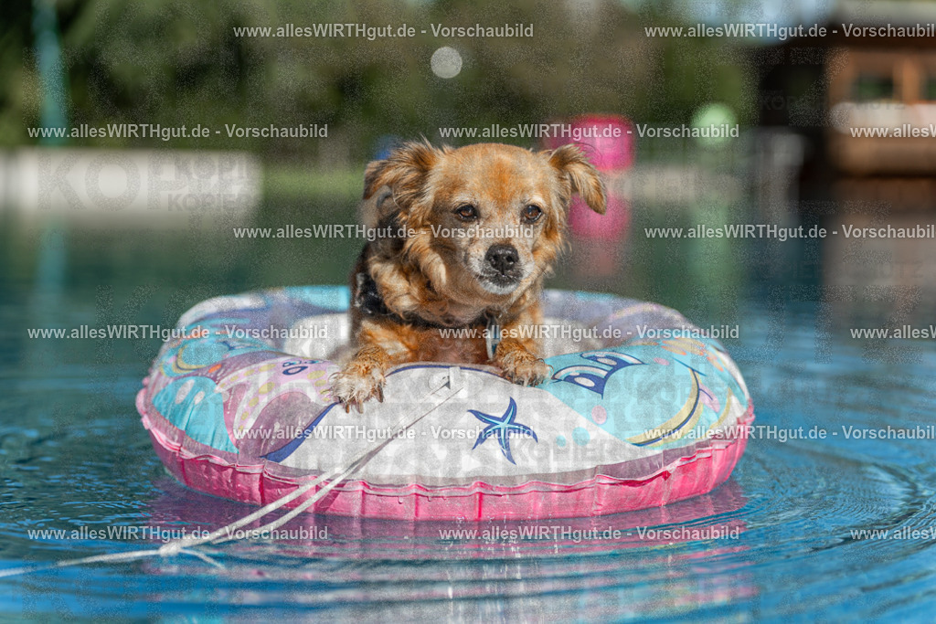 Hundeschwimmen_Volksbad_2026-allesWIRTHgut_Tierfotografie-2609061049-095909-7R509257 | Professionelle Tierfotografie in Mönchengladbach von Daniel Wirth (allesWIRTHgut). Liebevolle & natürliche Bilder von Hunden & Katzen für unvergessliche Erinnerungen.