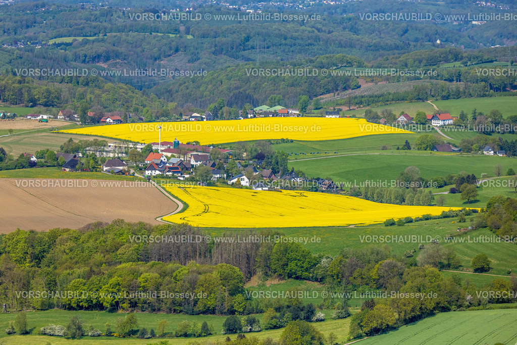 Breckerfeld240504804 | Luftbild, gelbe Rapsfelder und waldige Hügellandschaft, Baumeister Frischei GmbH Landwirtschaftsbetrieb und Windrad, Brenscheid, Breckerfeld, Ruhrgebiet, Nordrhein-Westfalen, Deutschland