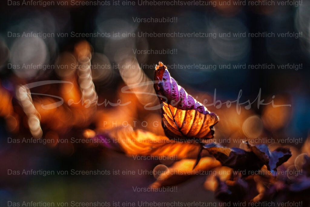 Magischer Herbst | People- und Tierfotografie, Imageaufnahmen, Veranstaltungsfotografie und Wandbilder aus der Natur ★ Made in Germany ✔️ Druck + Downloads ✔️ Naturfotografie in Top Qualität ★ schneller Versand, weltweite Lieferung! - Realisiert mit Pictrs.com