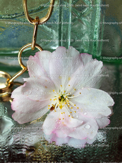 titusgraphy_P5056588-vz-ln | titusgraphy-shop: Geschenkideen mit Qualitätsfotos. titusgraphy-shop: gift ideas with quality photos. titusgraphy-shop: idées cadeaux avec photos de qualité.  - Realisiert mit Pictrs.com