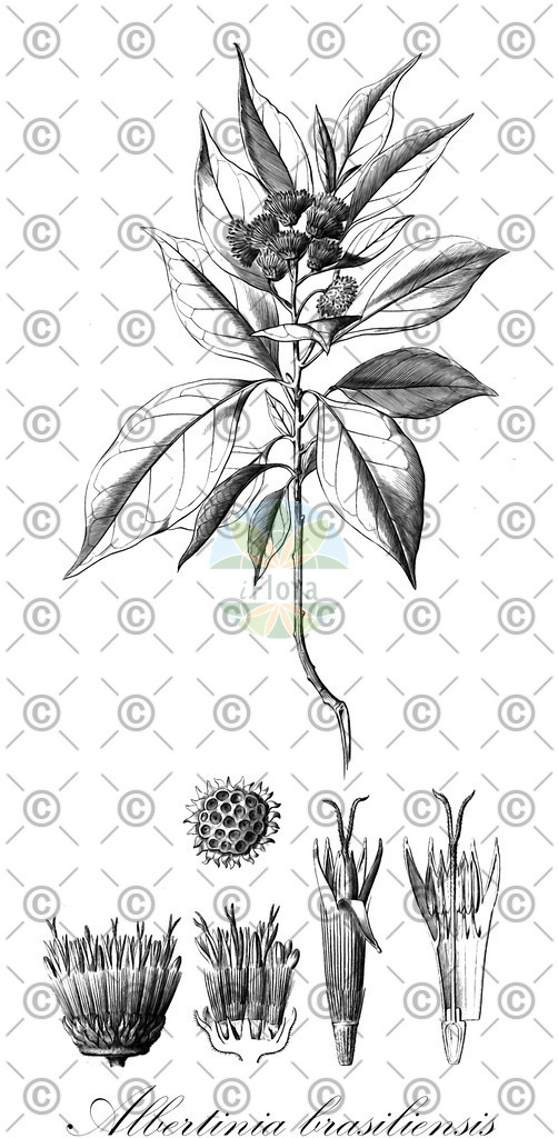 HistAbb_wfo-0000134127_1_ENZY_Simple | Historische Abbildung von Albertinia brasiliensis - Asteraceae | Historical Illustration of Albertinia brasiliensis - Asteraceae
