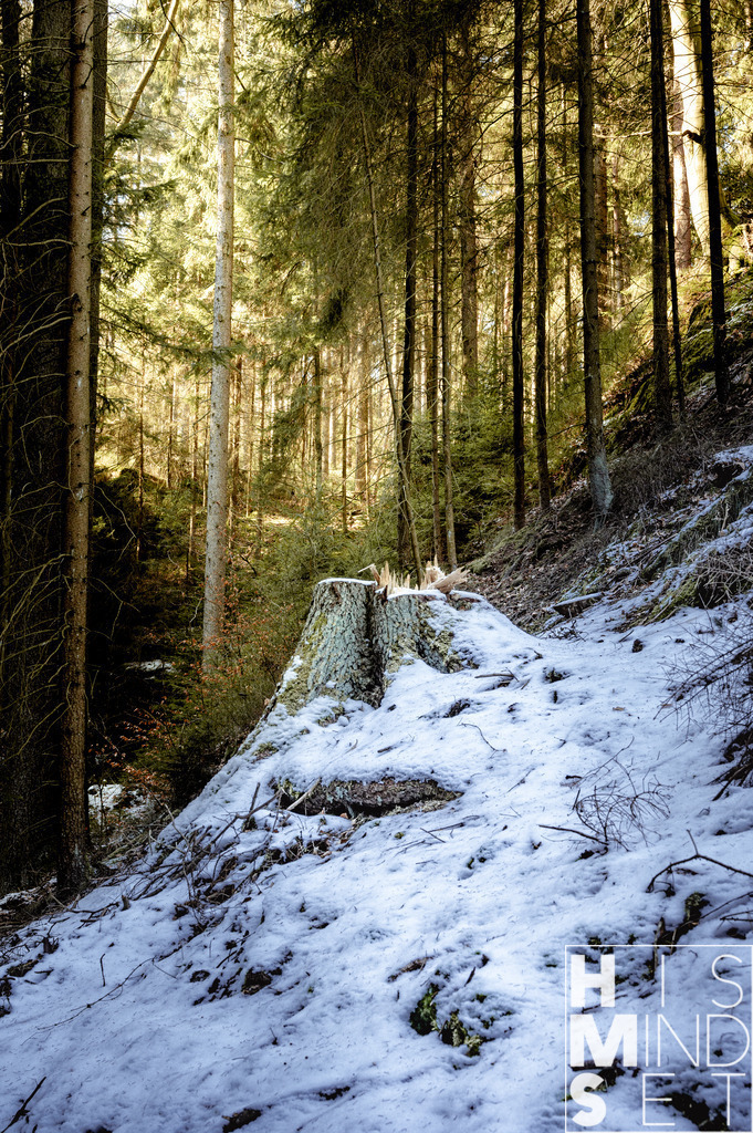 Biomgrenze | Sichere dir dein Lieblingsbild von HISMINDSET als Print für dein Zuhause oder das Büro! - Realisiert mit Pictrs.com