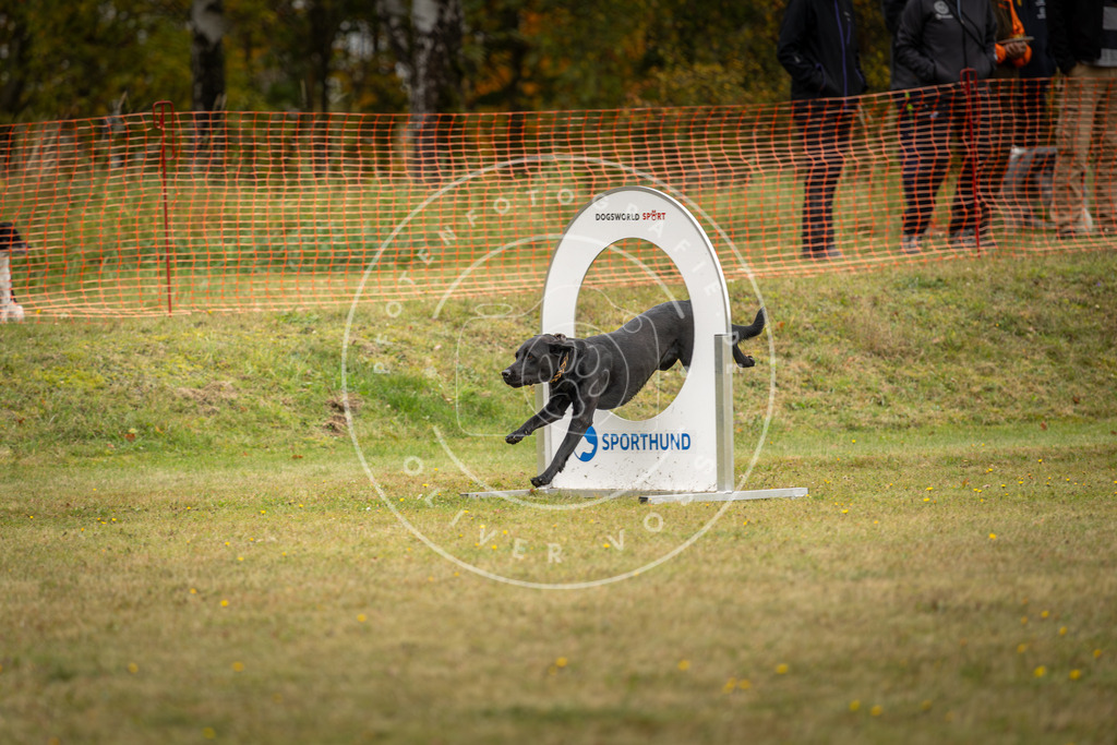 Pfotenfotografie_DV3A5635 | Hundefotografie, Tierfotograf, Pfotenfotografie, Fotoshooting Hund, Hunde Portrait, Hundesport, Hundeportraits, Heideshooting, Hunde, Sportfotograf, Hundefotograf, Turnierhundsport, THS,  - Realisiert mit Pictrs.com