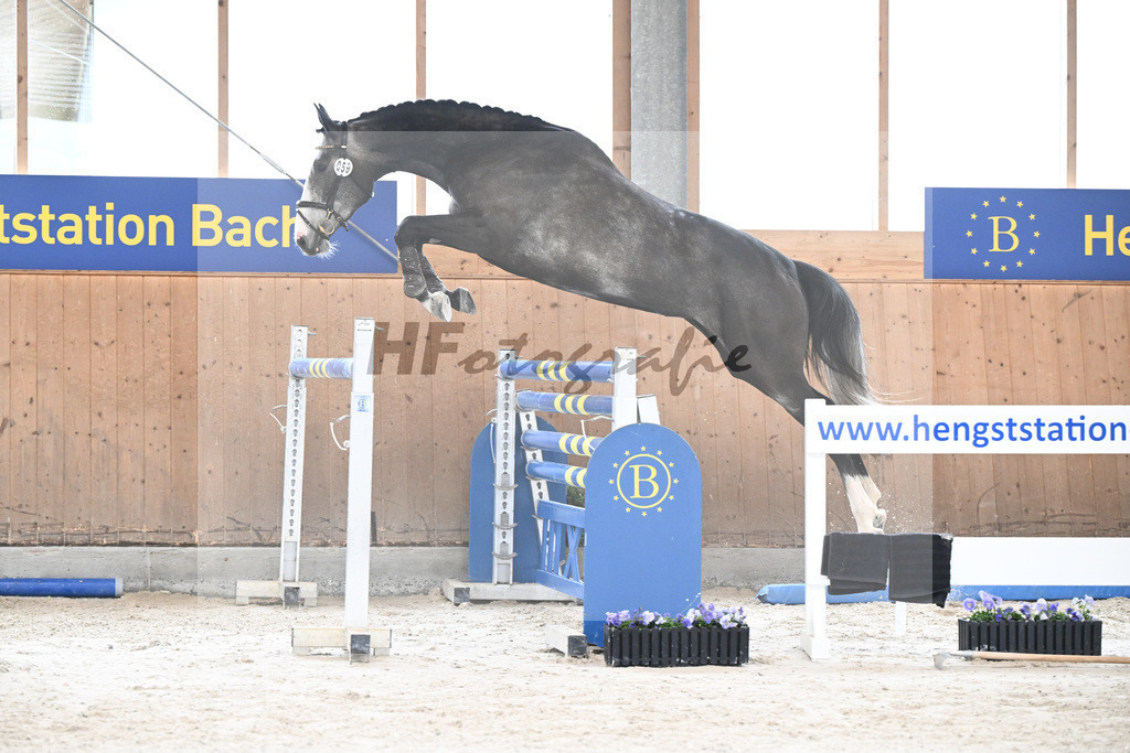 Kat-Nr. 59 Cataleya v. Cullinan du Borget B_Dechant_7240314 | hf-fotografie - Realisiert mit Pictrs.com