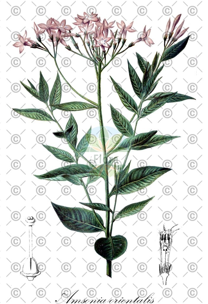 HistAbb_wfo-0000967269_1_ENZY_Simple | Historische Abbildung von Amsonia orientalis - Apocynaceae | Historical Illustration of Amsonia orientalis - Apocynaceae