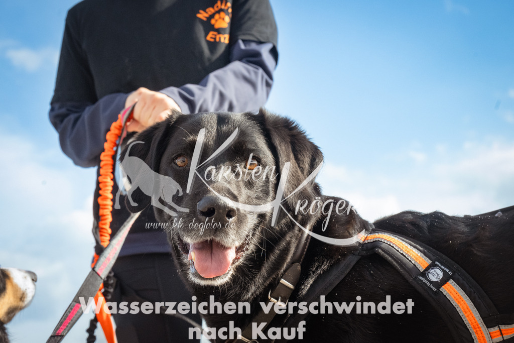 1315_ZZ91072 | kk-dogfotos