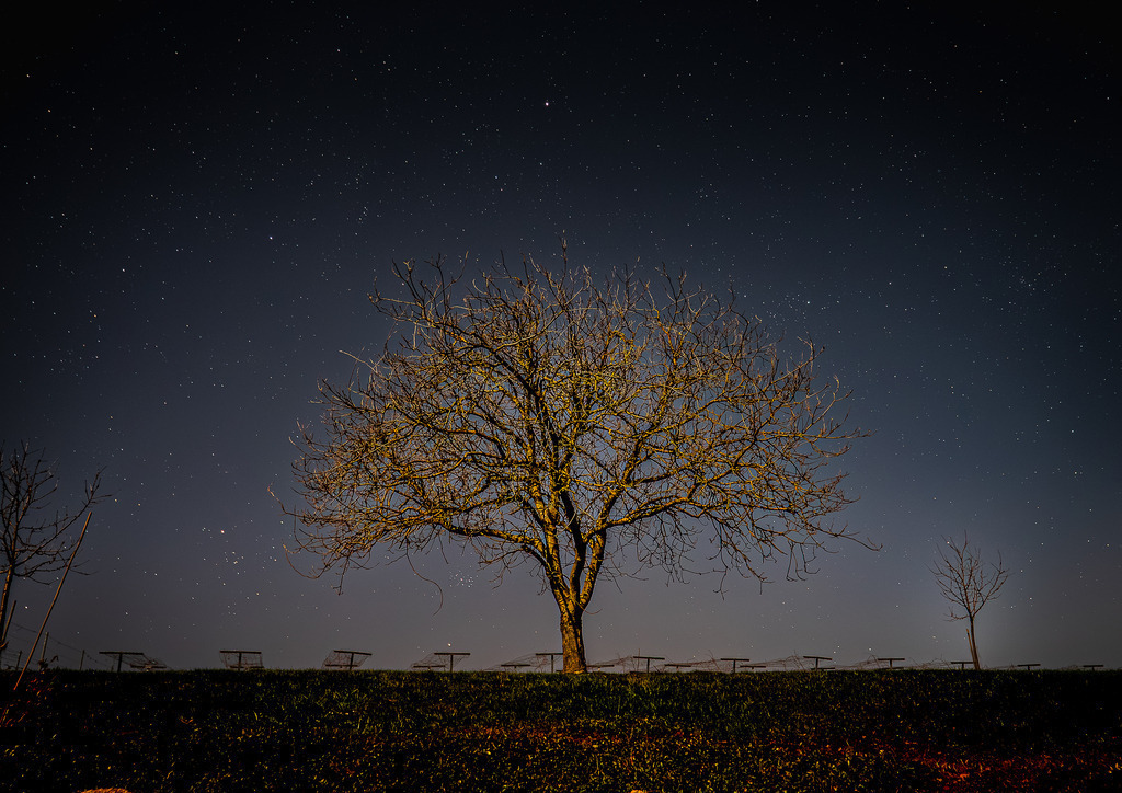 MPI_Nachtaufnahmen_0001 | Nussbaum in der Nacht - Realisiert mit Pictrs.com