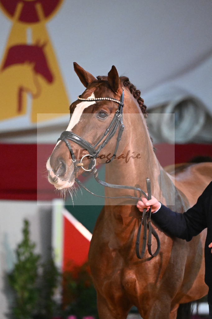 Don Diamond_1235079 | hf-fotografie - Realisiert mit Pictrs.com