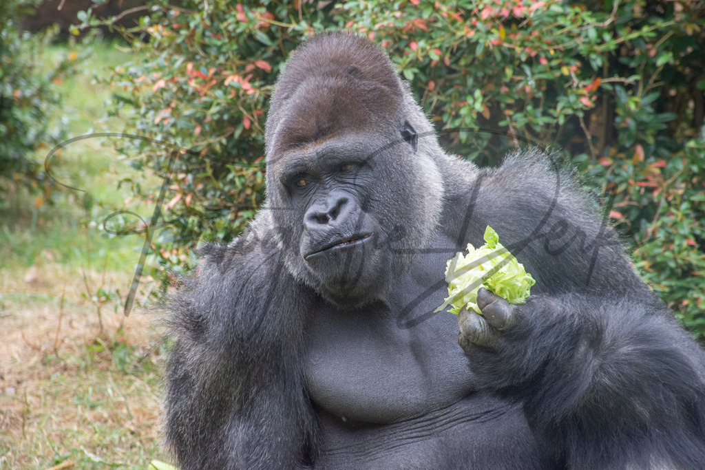 Tiere 1-1 | fotografie-derks - Realisiert mit Pictrs.com