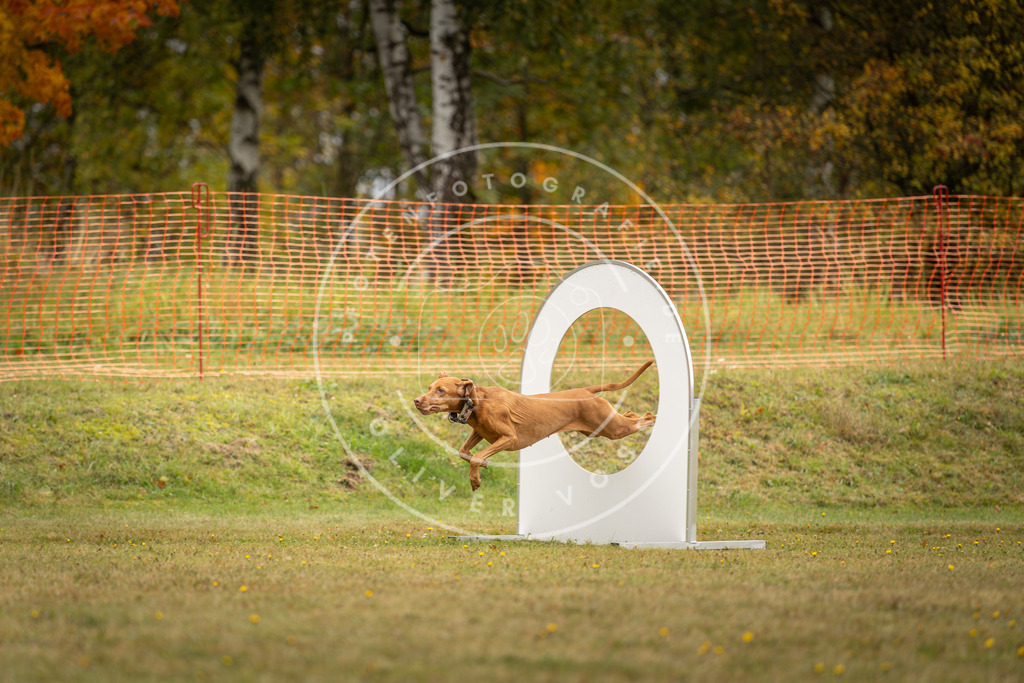 Pfotenfotografie_DV3A2669 | Hundefotografie, Tierfotograf, Pfotenfotografie, Fotoshooting Hund, Hunde Portrait, Hundesport, Hundeportraits, Heideshooting, Hunde, Sportfotograf, Hundefotograf, Turnierhundsport, THS,  - Realisiert mit Pictrs.com