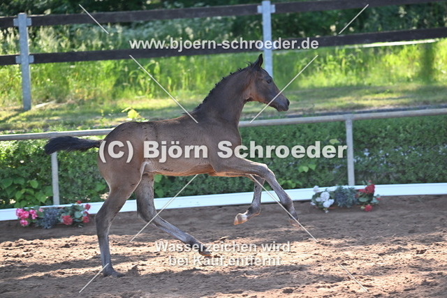 14_Total Diamond PS - Don Girovanni_758_7865 | Björn Schroeder Pferdefotografie