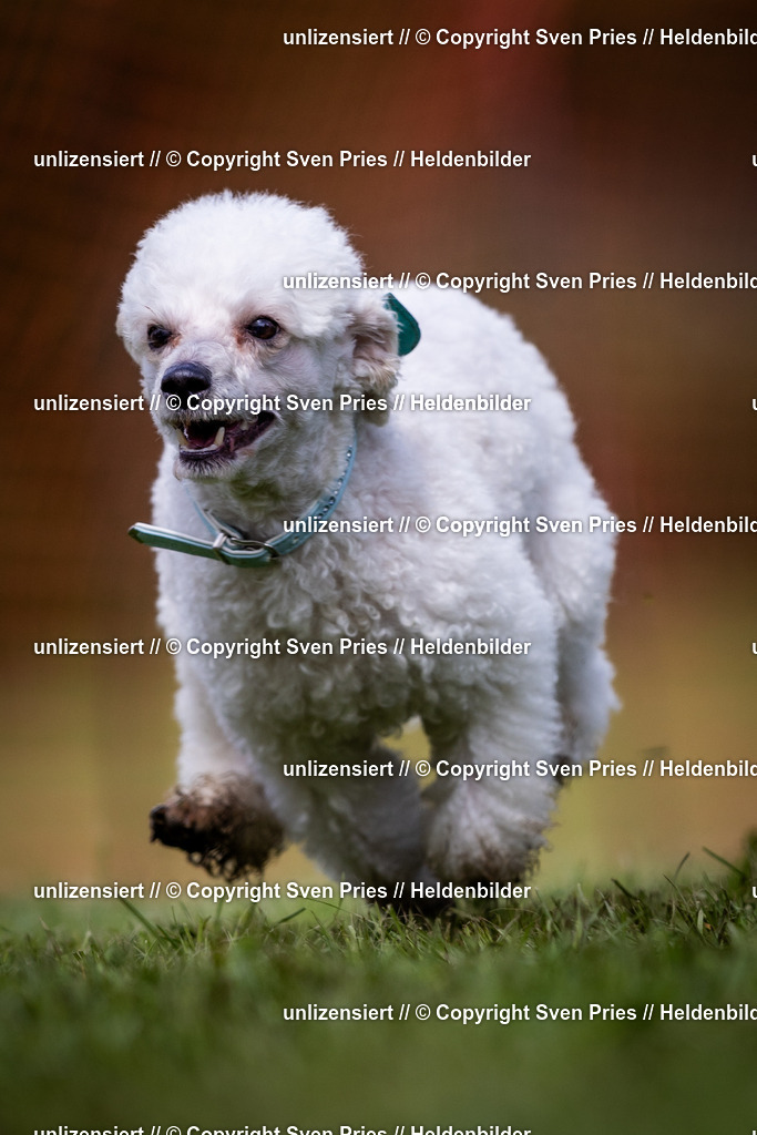 Sven Pries | 2024-04-21 - Hunderennen Baden-Oos
Foto: Sven Pries - Realisiert mit Pictrs.com