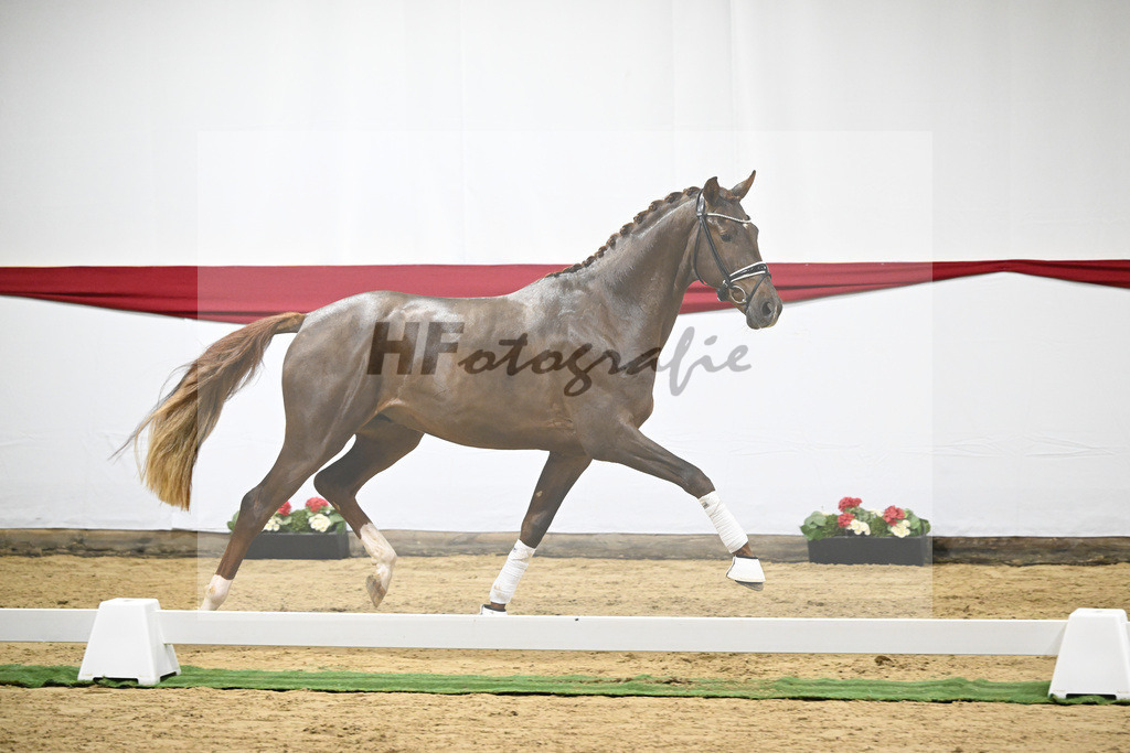 Kat-Nr. 6 v. Vitalis_Beckmann_63220180 | hf-fotografie - Realizzato con Pictrs.com