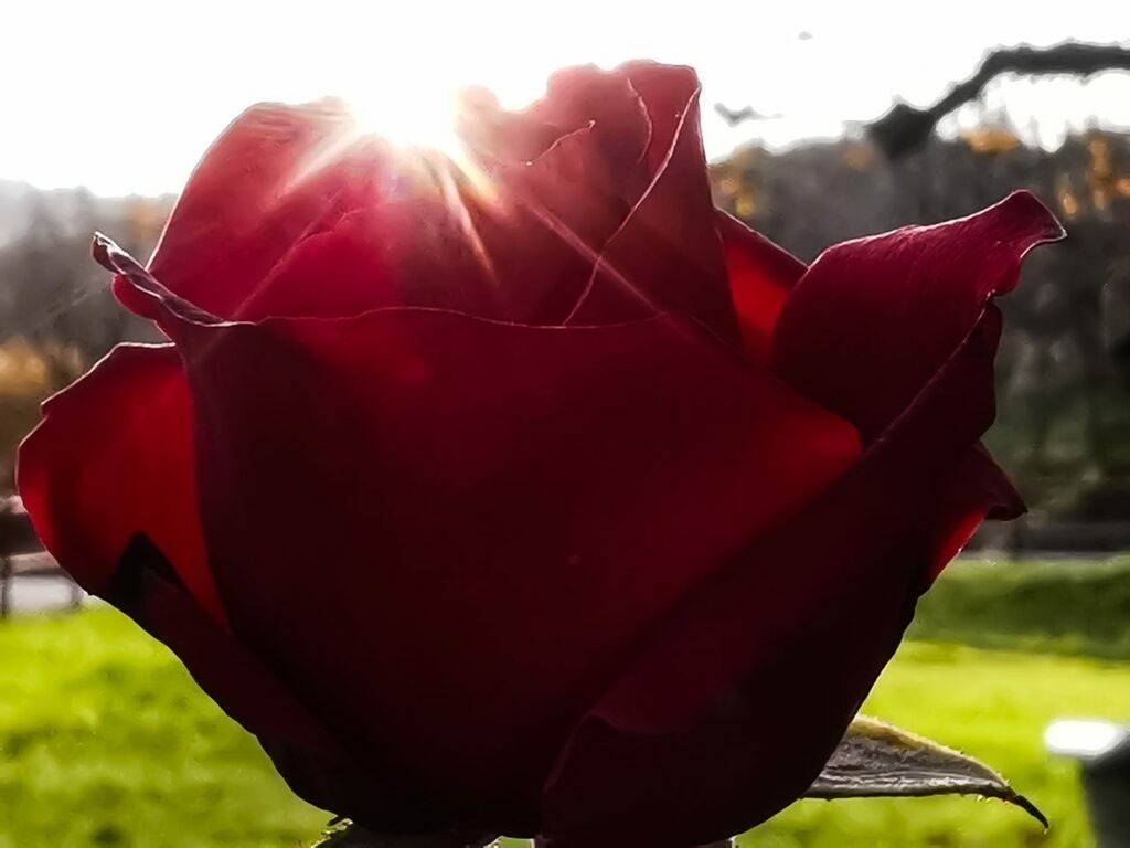 PSX_20221121_225442 | mtkfoto_ - Realisiert mit Pictrs.com