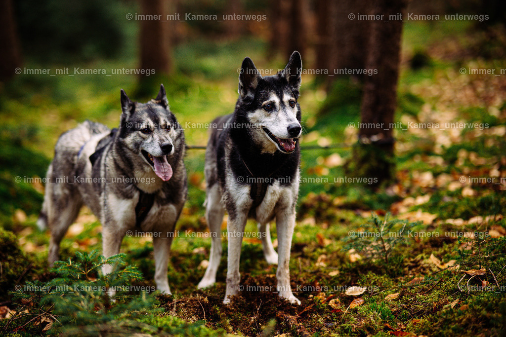 N39A1050 | immer_mit_kamera_unterwegs