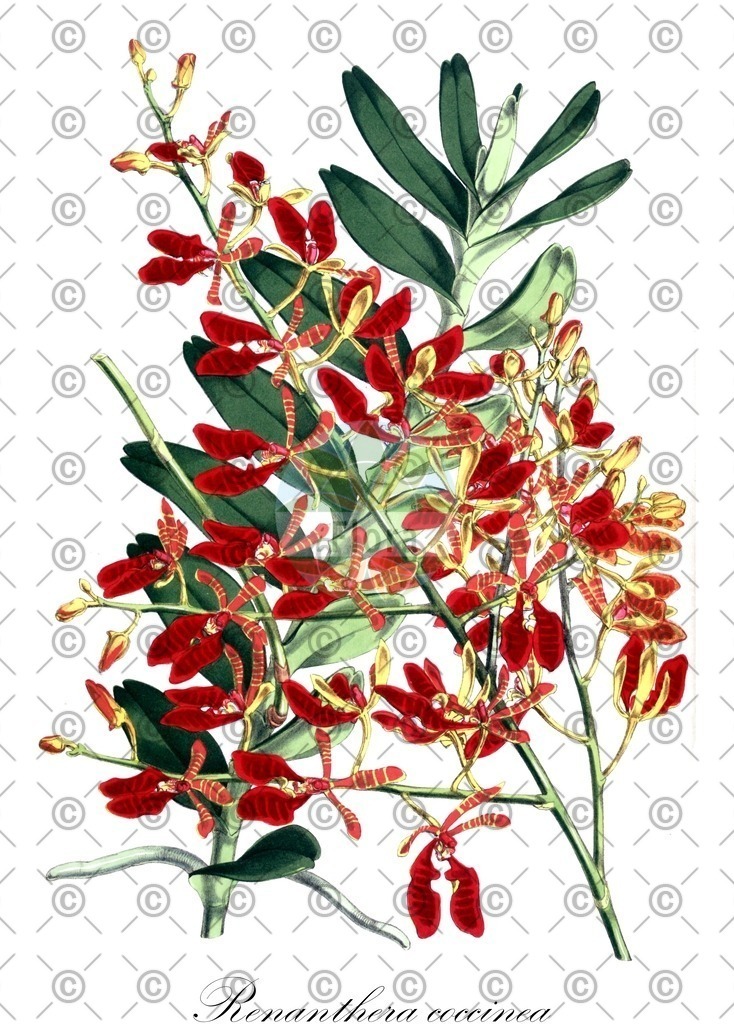 HistAbb_wfo-0000510219_1_ENZY_Simple | Historische Abbildung von Renanthera coccinea - Orchidaceae | Historical Illustration of Renanthera coccinea - Orchidaceae