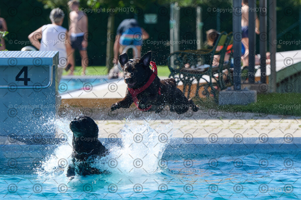 142_202509_4Hundebadetag_NZ9_2582 | proPHOTO - Realisiert mit Pictrs.com