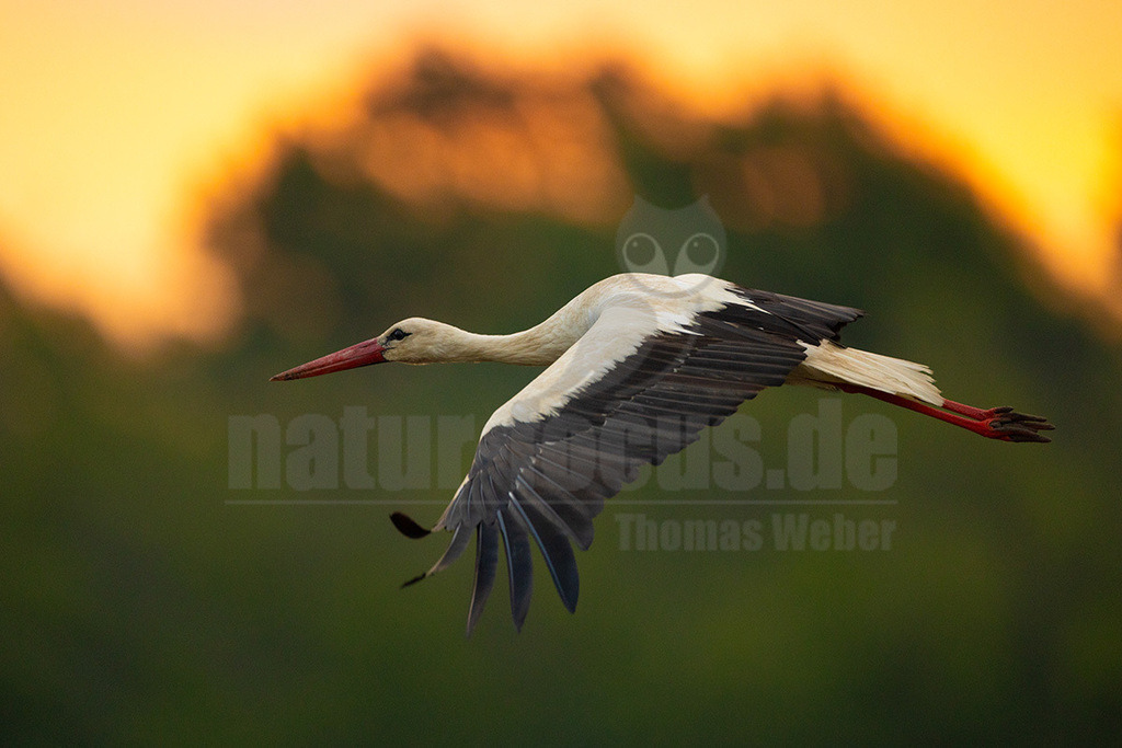 R5NF6403_20240512 | Der Weißstorch ist einer der bekanntesten und am besten erforschten Vögel hierzulande. Weltweit hat er eine hohe Symbolkraft, gilt unter anderem als Glücksbote und überbringt in der deutschen Folklore sogar Babys. Er brütet in offenen Kulturlandschaften und baut sein Nest häufig auf Schornsteinen, Dächern oder Kirchtürmen. Häufig sieht man ihn im ruhigen Segelflug hoch am Himmel kreisen. Im Winter zieht er nach Afrika. - Realisiert mit Pictrs.com