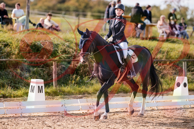 2026_10_03_Siefer-Hof_121637_Z81_19684109 | Professionelle Reitsport-, Turnier- und Eventfotografie von Robert Broda. Galerien mit ausgewählten und bearbeiteten Bildern direkt online ansehen und bestellen.