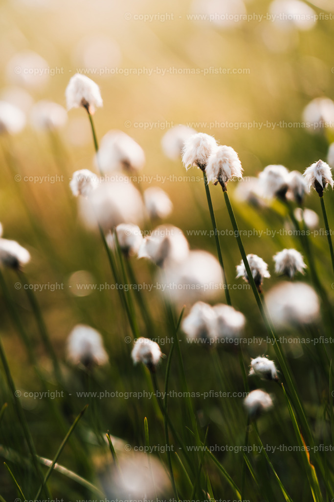 Wollgras Oberer Gerlossee copyright  Thomas Pfister-2 | PHOTOGRAPHY BY THOMAS PFISTER