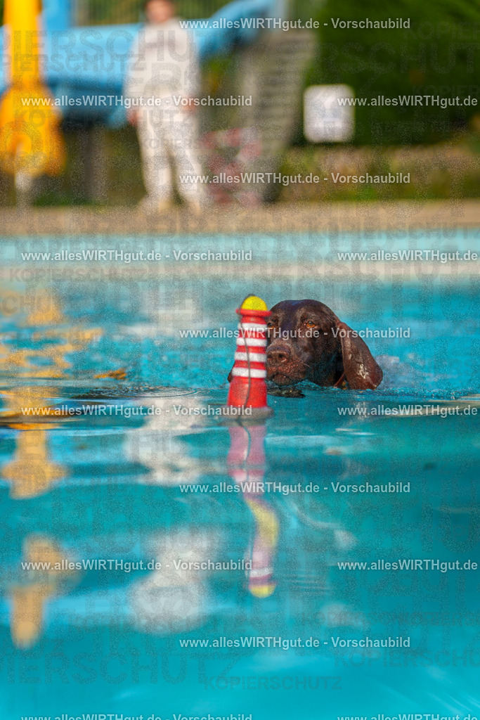 Hundeschwimmen_Grefrath_2026-allesWIRTHgut_Tierfotografie-09_09-7R502176 | Professionelle Tierfotografie in Mönchengladbach von Daniel Wirth (allesWIRTHgut). Liebevolle & natürliche Bilder von Hunden & Katzen für unvergessliche Erinnerungen.