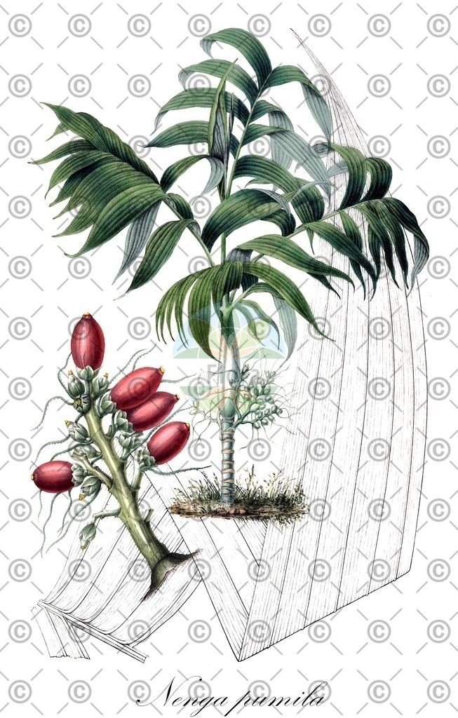 HistAbb_wfo-0001039563_1_ENZY_Simple | Historische Abbildung von Nenga pumila - Arecaceae | Historical Illustration of Nenga pumila - Arecaceae