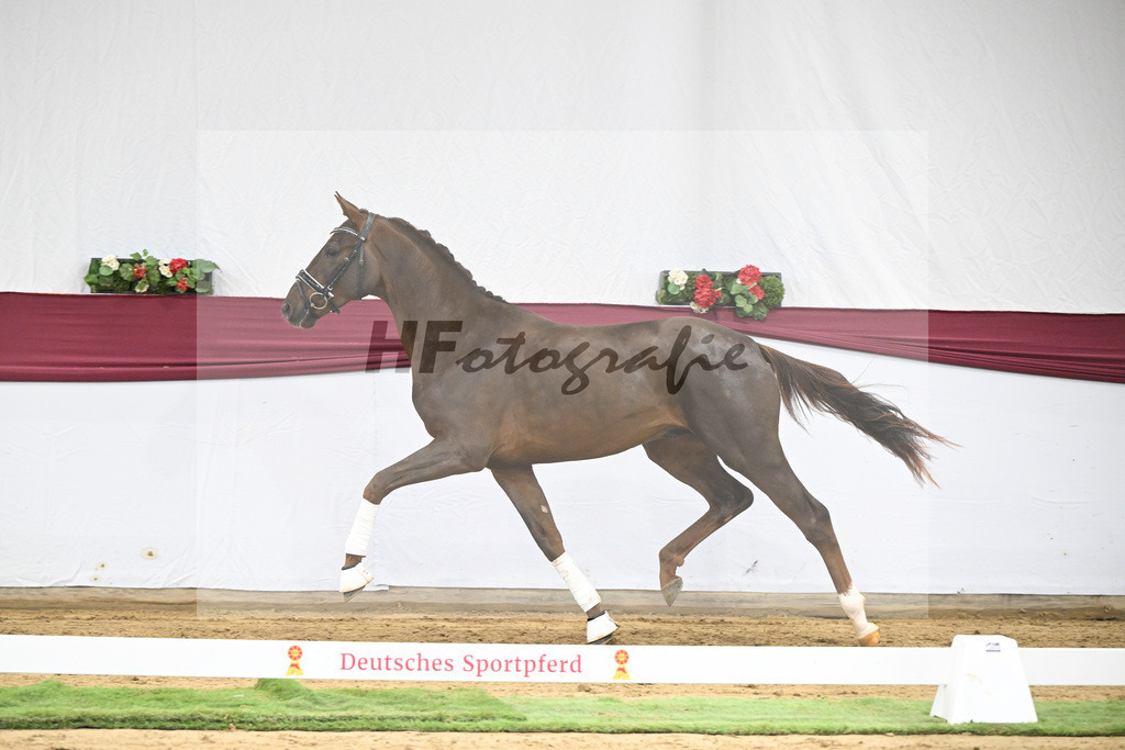 Kat-Nr. 32 Va Bene x Delatio_Simonne Spaeth_47251093 | hf-fotografie - Realisiert mit Pictrs.com