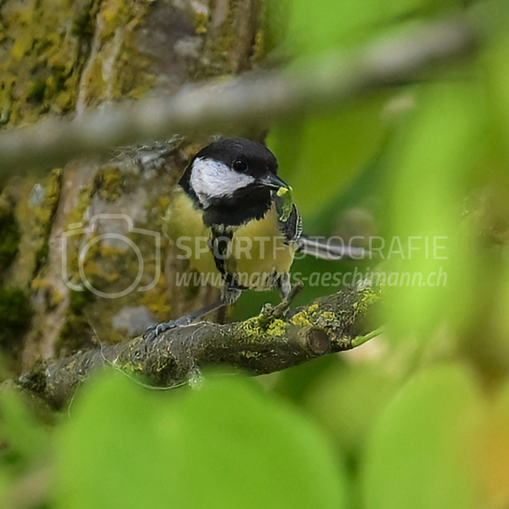 20240509_0930_AEM_nefti_3103-Bearbeitet | 09.05.2024 / , Neftenbach

Bild: Sportfotografie Markus Aeschimann | www.markus-aeschimann.ch - Realisiert mit Pictrs.com