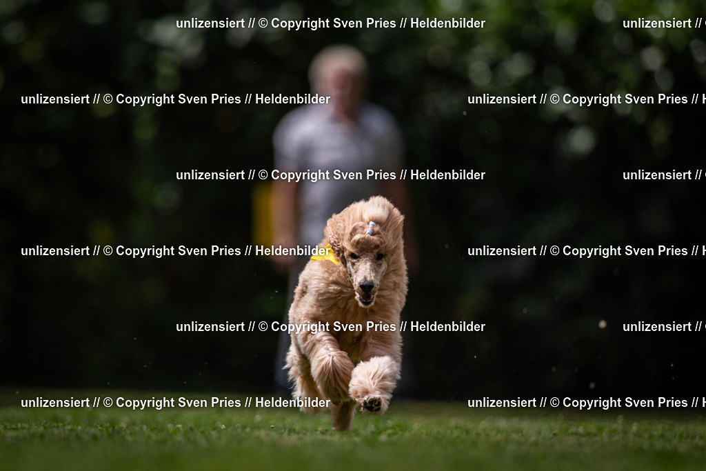 Sven Pries | 19. Allgemeines Hunderennen Karlsruhe Durlach - Realisiert mit Pictrs.com