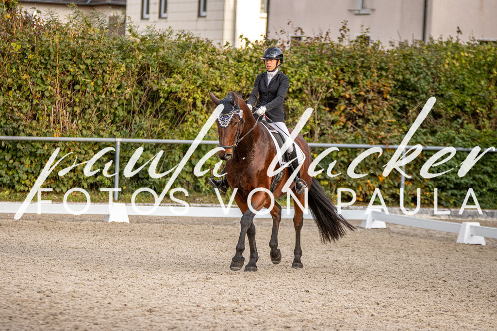 IMG_4654 | Erleben Sie dynamische Sport- und emotionale Tierfotografie in Süddeutschland mit Fotos von Paula. Spezialisiert auf Pferde- und Hundefotografie sowie Sportevents. Kontaktieren Sie mich für einzigartige und ausdrucksstarke Bilder Ihrer besonderen Momente. - Realisiert mit Pictrs.com