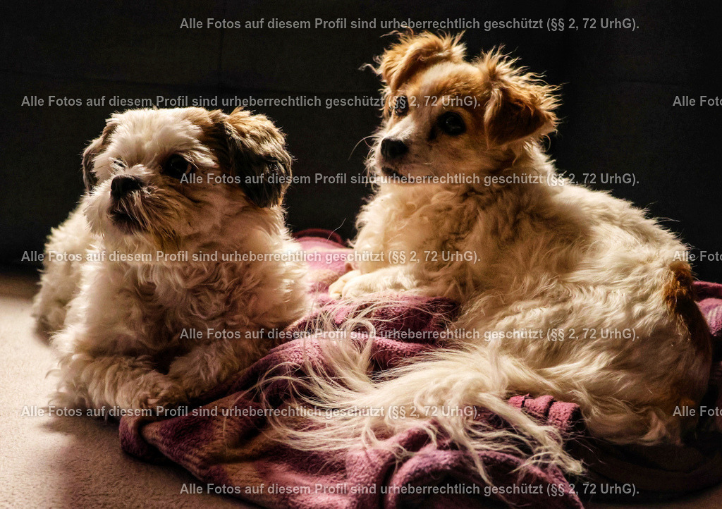 20240223211728_0C4A1785_2-01 | krollfotografie - Realisiert mit Pictrs.com