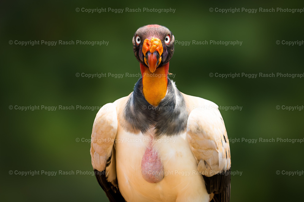 Königsgeier (17) | PeggyRaschPhotography - Realisiert mit Pictrs.com