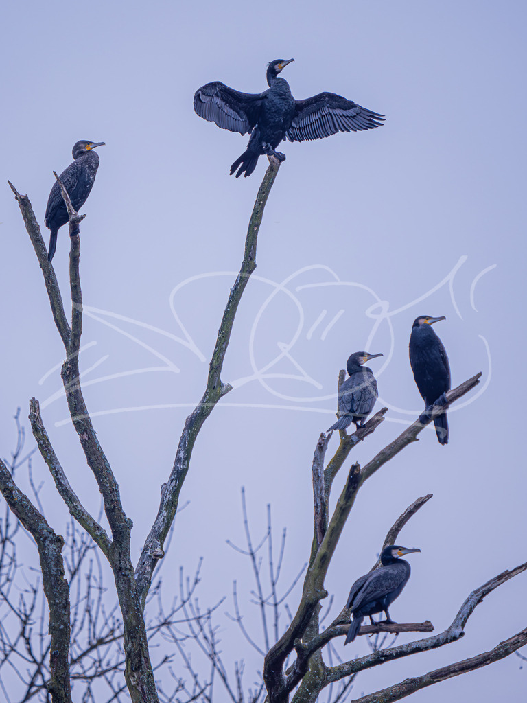 Kormoran Gang | Naturschönheiten aus Deutschland. Pflanzen und Tiere, Insekten und Naturschauspiele. Alle schönen Details, die uns umgeben, fotografiert von Michi Moc.  - Realisiert mit Pictrs.com