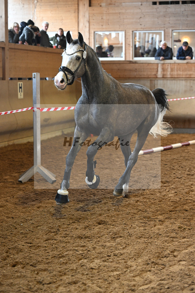 Kat-Nr. 44 Harry v. Hickstead White_Koeniger_16250739 | hf-fotografie - Realisiert mit Pictrs.com