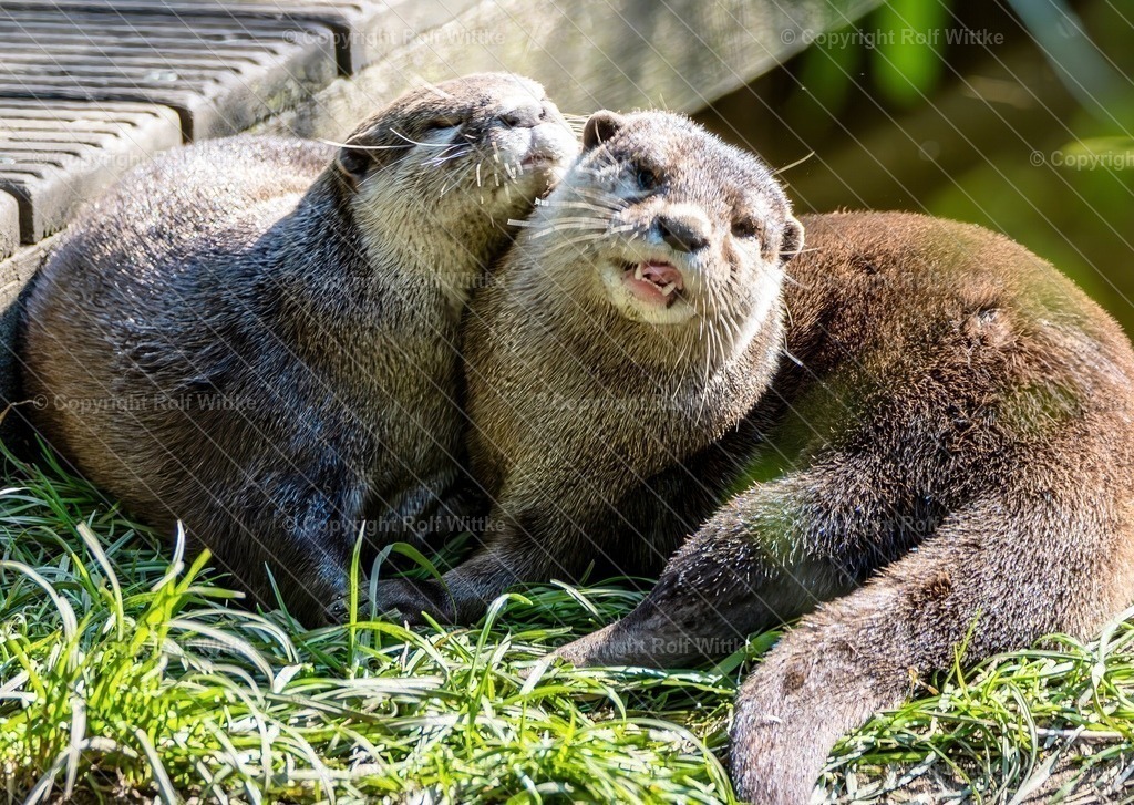 otter01 | Rolf Wittke  - Realisiert mit Pictrs.com