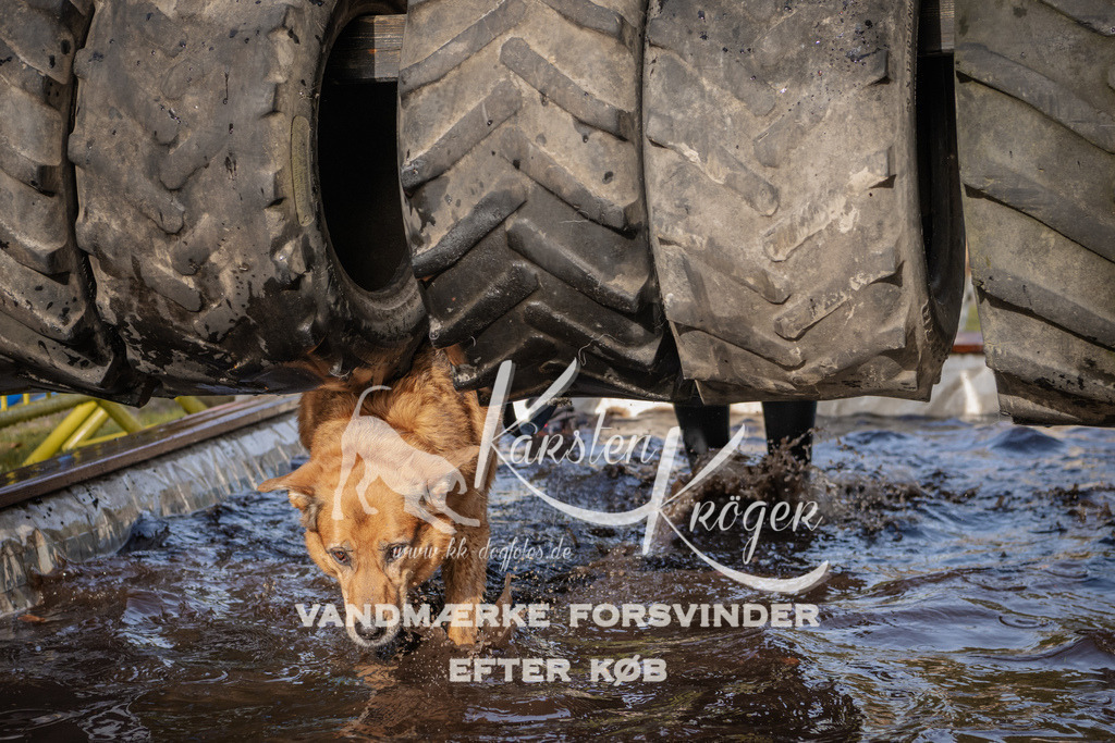 1406_ZZ94017 | kk-dogfotos