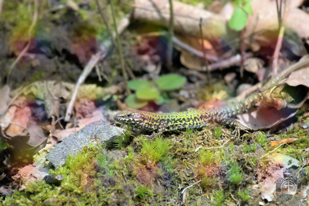 R-Eidechse-0001 | Entdecken Sie eine vielfältige Auswahl individueller Fotos zum Kauf auf picturalux.de. Finden Sie hochwertige Bilder für Ihre Projekte, die Ihre Botschaft perfekt unterstreichen. Stöbern Sie jetzt und verleihen Sie Ihren Inhalten das gewisse Etwas! - Realisiert mit Pictrs.com