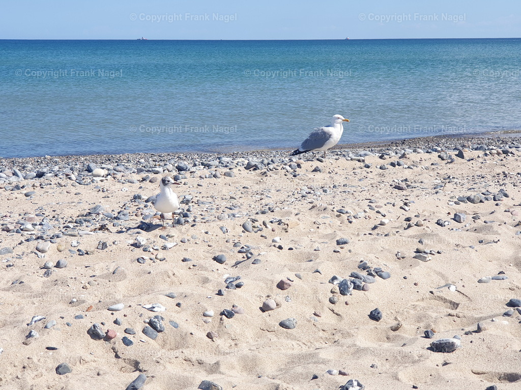 Silbermöwen am Strand | Silbermöwen am Strand in Prora auf Rügen - Realisiert mit Pictrs.com