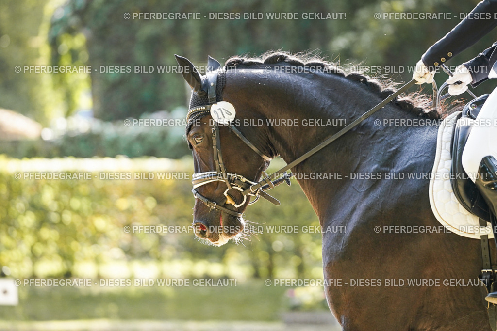 DSC08406 | Pferdegrafie