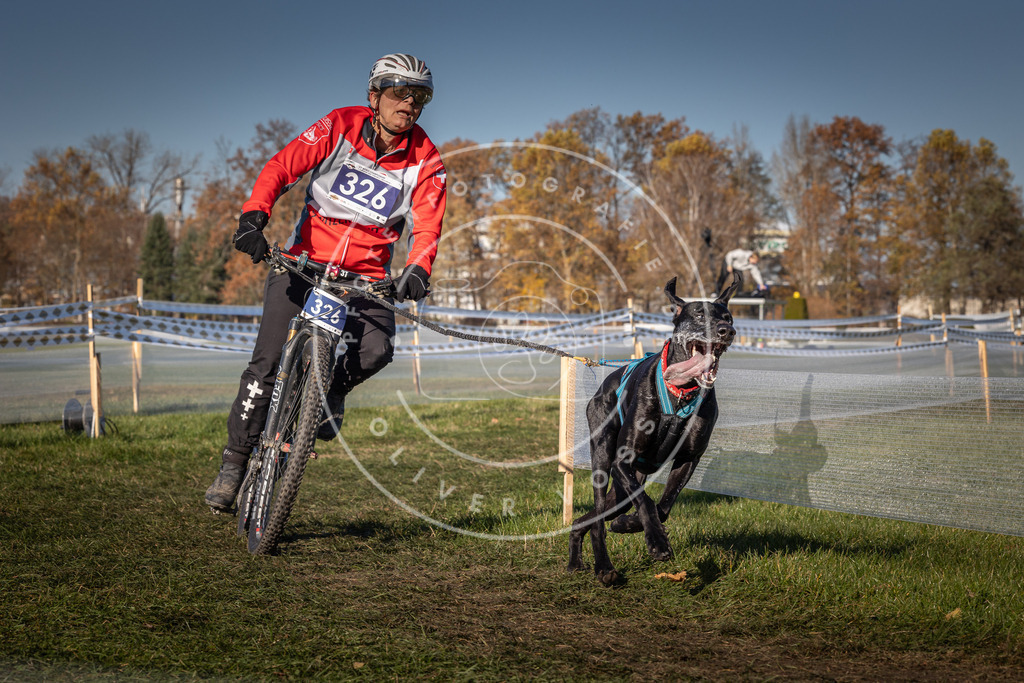 CaniXpix_0L8A5741 | Hundefotografie, Tierfotograf, Pfotenfotografie, Fotoshooting Hund, Hunde Portrait, Hundesport, Hundeportraits, Heideshooting, Hunde, Sportfotograf, Hundefotograf, Turnierhundsport, THS,  - Realisiert mit Pictrs.com