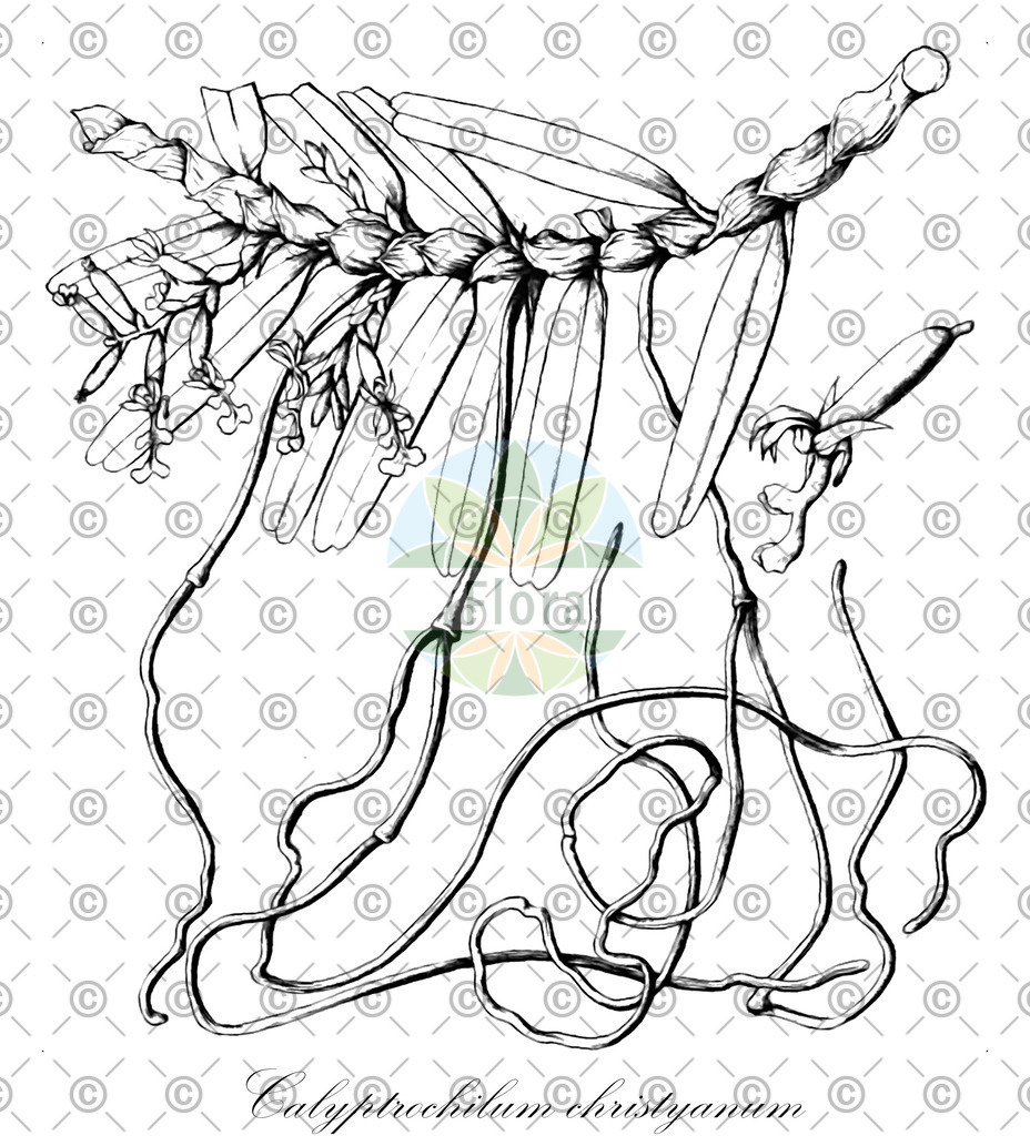 HistAbb_wfo-0000788688_3_ENZY_Simple | Historische Abbildung von Calyptrochilum christyanum - Orchidaceae | Historical Illustration of Calyptrochilum christyanum - Orchidaceae